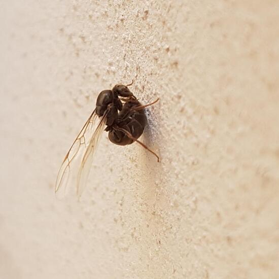 Schwarze Wegameise: Tier im Habitat Strasse/Verkehr in der NatureSpots App