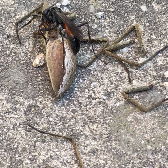 Miscophus bicolor: Tier im Habitat Garten in der NatureSpots App