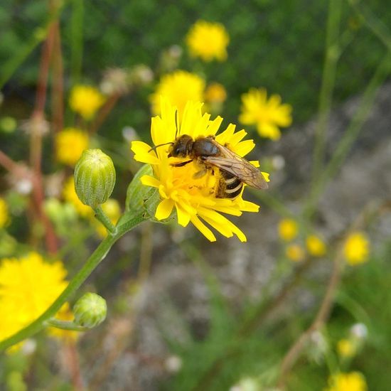 Halictus scabiosae: Animal in habitat Garden in the NatureSpots App