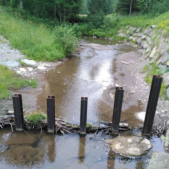 Landschaft: Süßwasser im Habitat Bach in der NatureSpots App