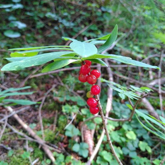 Echter Seidelbast: Pflanze im Habitat Wald der gemäßigten Breiten in der NatureSpots App