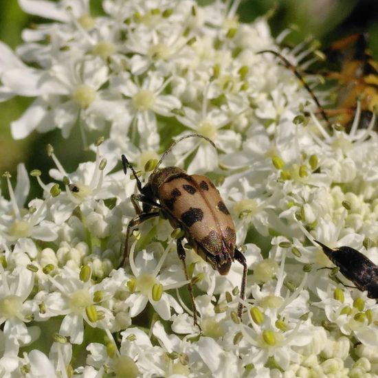 Judolia cerambyciformis: Animal in habitat Temperate forest in the NatureSpots App