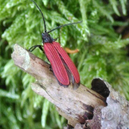 Tetrops praeustus: Tier im Habitat Wald der gemäßigten Breiten in der NatureSpots App