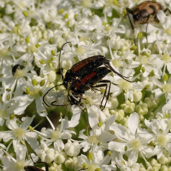 Kleiner Schmalbock: Tier im Habitat Wald der gemäßigten Breiten in der NatureSpots App