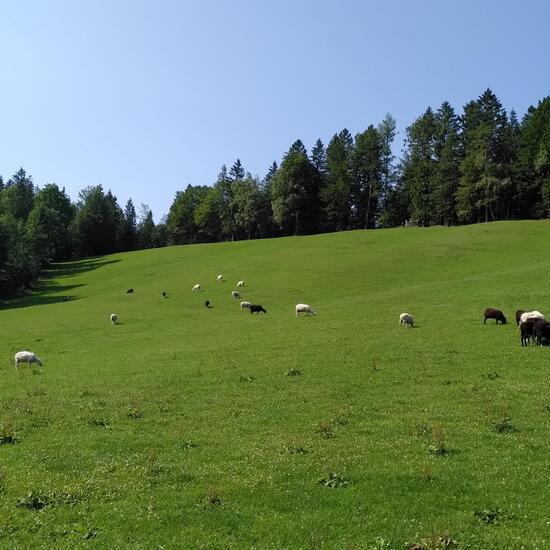 Landschaft: Landwirtschaft im Habitat Tierhaltung in der NatureSpots App