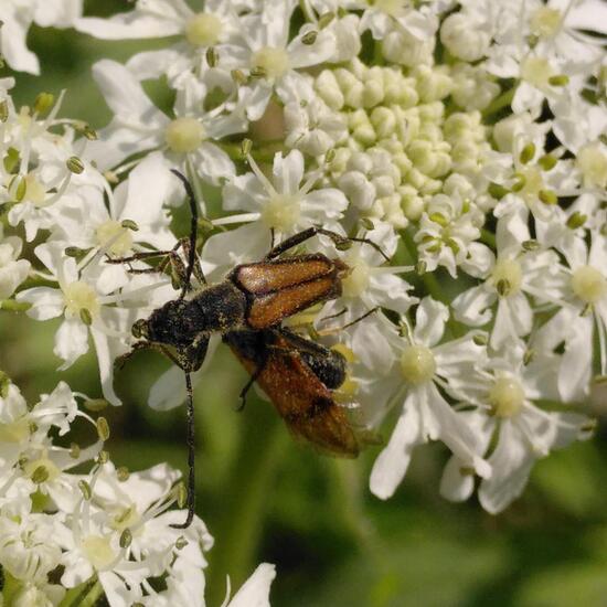 Kleiner Halsbock: Tier im Habitat Wald der gemäßigten Breiten in der NatureSpots App