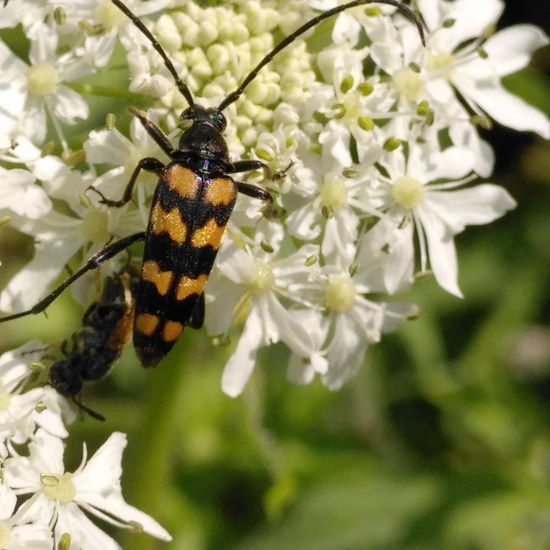 Leptura quadrifasciata: Animal in habitat Temperate forest in the NatureSpots App