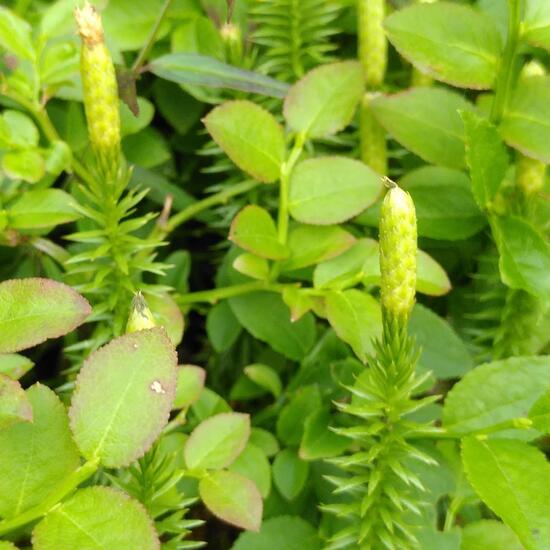 Spinulum annotinum: Pflanze im Habitat Wald der gemäßigten Breiten in der NatureSpots App