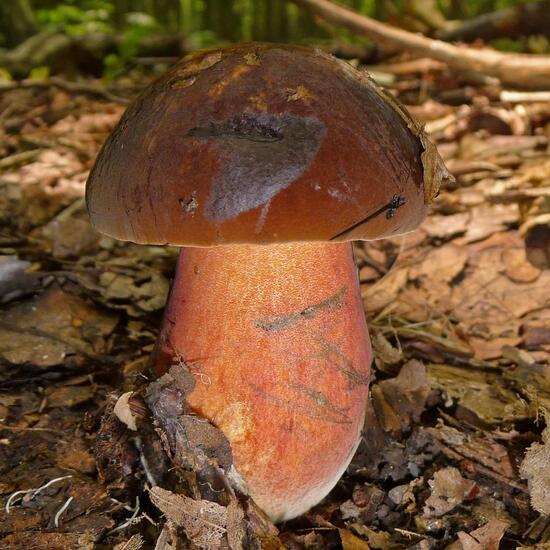 Flockenstieliger Hexen-Röhrling: Pilz im Habitat Anderes Stadthabitat in der NatureSpots App