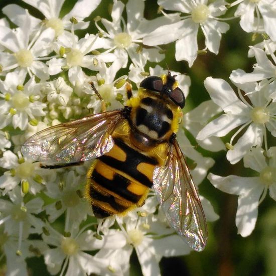 Totenkopfschwebfliege: Tier im Habitat Wald der gemäßigten Breiten in der NatureSpots App