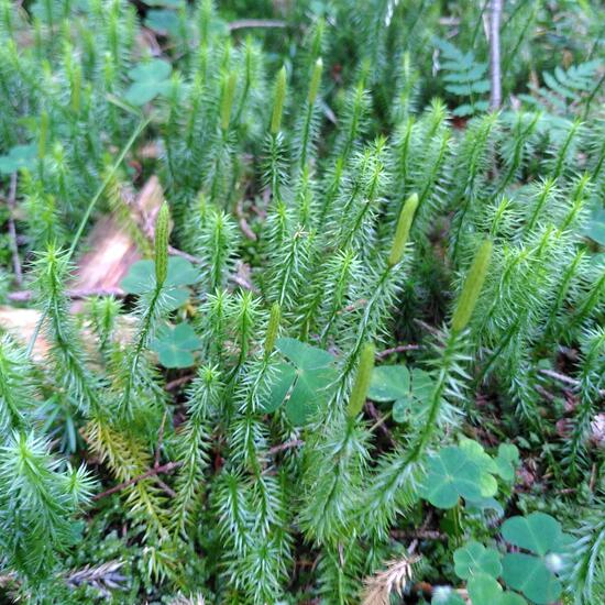 Spinulum annotinum: Plant in habitat Temperate forest in the NatureSpots App