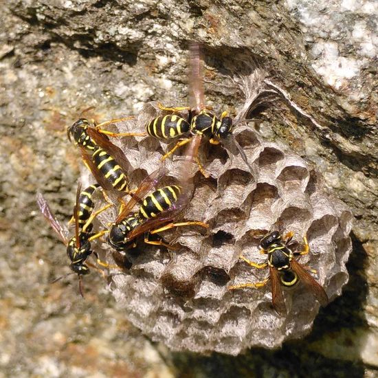 Berg-Feldwespe: Tier im Habitat Wald der gemäßigten Breiten in der NatureSpots App