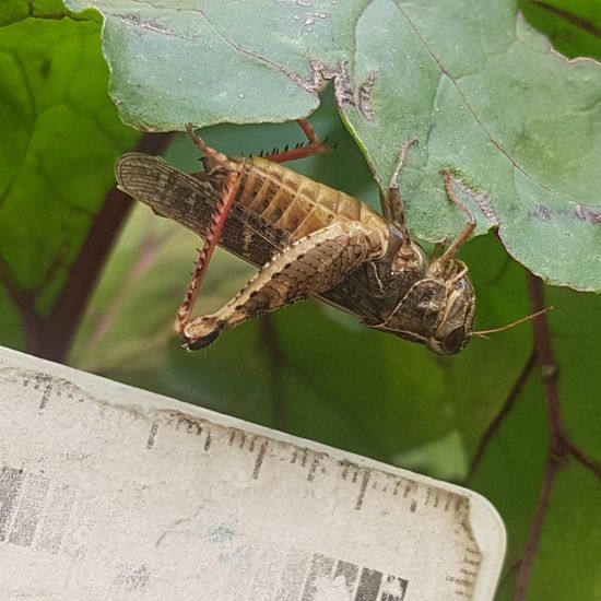Orthoptera: Animal in habitat Guerilla gardening in the NatureSpots App