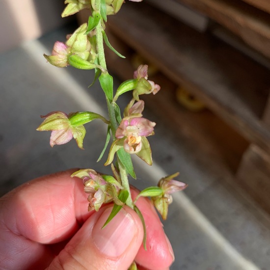 Epipactis helleborine: Plant in nature in the NatureSpots App