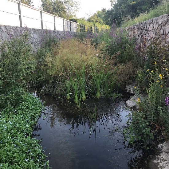 Landscape: Freshwater in habitat Stream in the NatureSpots App