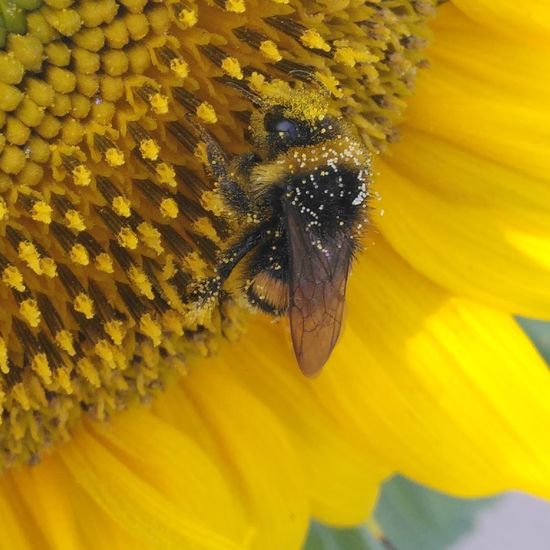 Bumble bee: Animal in habitat Flowerbed in the NatureSpots App