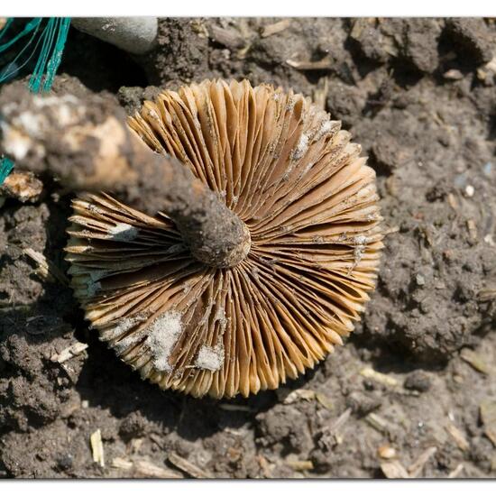 Agaricus praecox: Mushroom in habitat Crop cultivation in the NatureSpots App