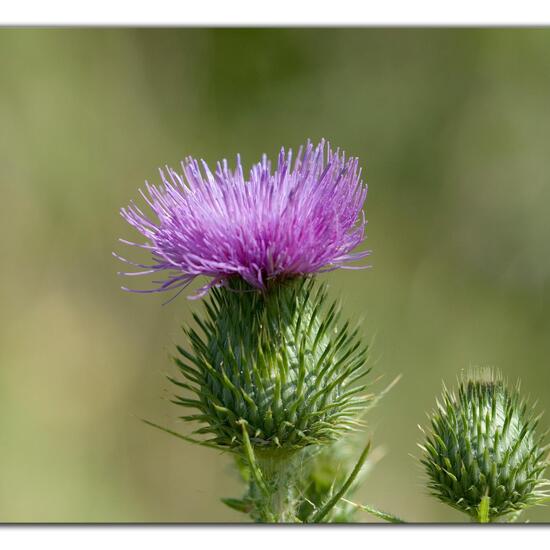 Gewöhnliche Kratzdistel: Pflanze im Habitat Naturnahe Wiese in der NatureSpots App