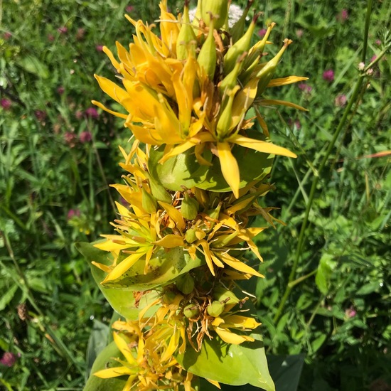 Great yellow gentian: Plant in habitat Mountain meadows in the NatureSpots App