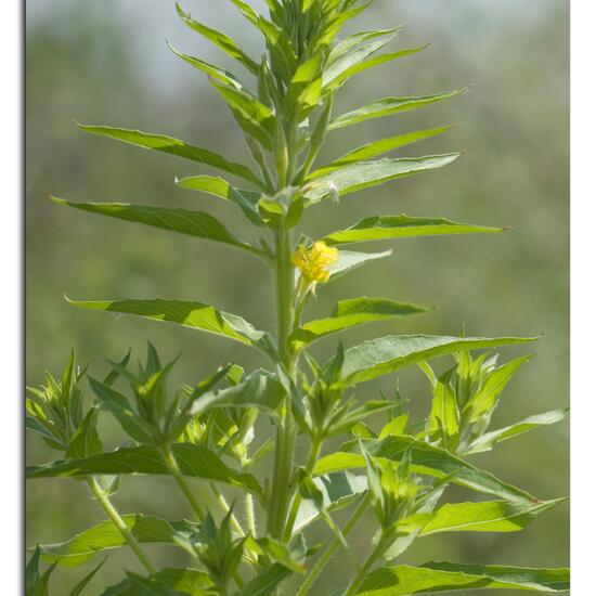 Oenothera glazioviana: Plant in habitat Natural Meadow in the NatureSpots App