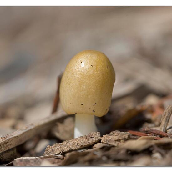 Bolbitius titubans: Mushroom in habitat Crop cultivation in the NatureSpots App