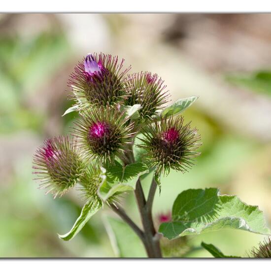 Arctium minus: Plant in habitat Natural Meadow in the NatureSpots App