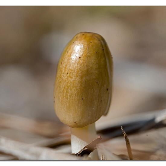 Bolbitius titubans: Mushroom in habitat Crop cultivation in the NatureSpots App