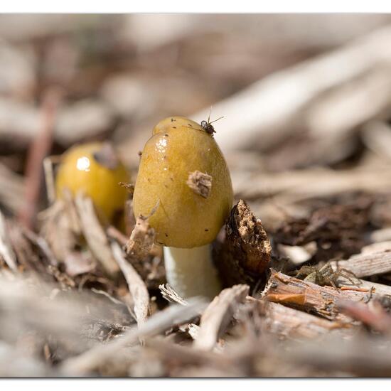 Bolbitius titubans: Mushroom in habitat Crop cultivation in the NatureSpots App