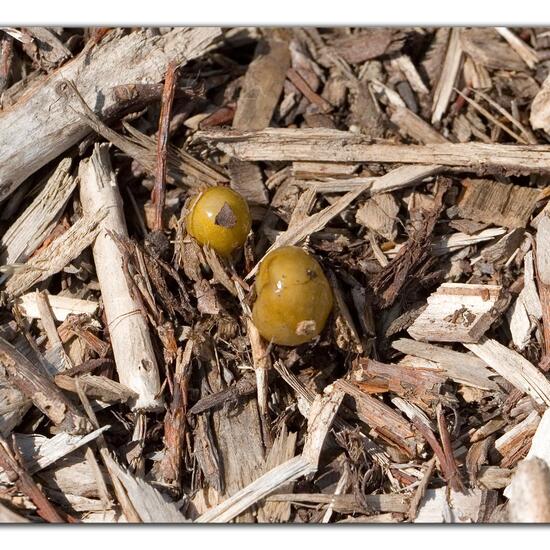 Bolbitius titubans: Mushroom in habitat Crop cultivation in the NatureSpots App