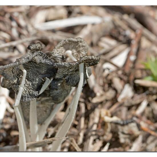 Eine unbekannte Art: Pilz im Habitat Felder in der NatureSpots App