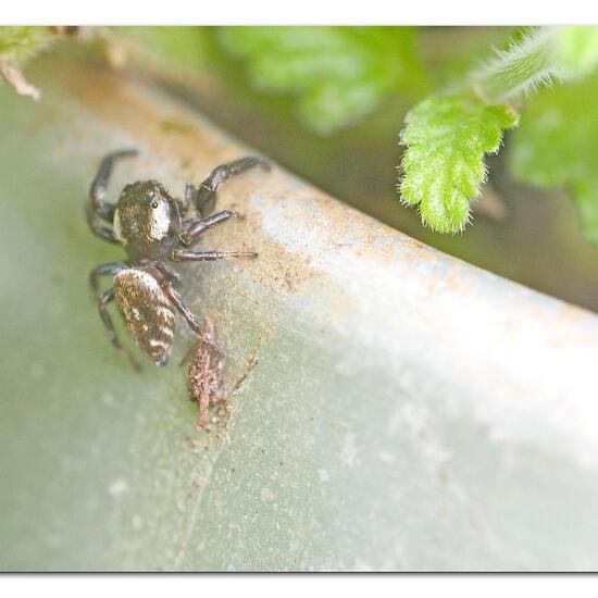 Macaroeris nidicolens: Tier im Habitat Garten in der NatureSpots App