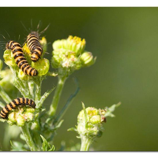 Cinnabar moth: Animal in habitat Grassland in the NatureSpots App