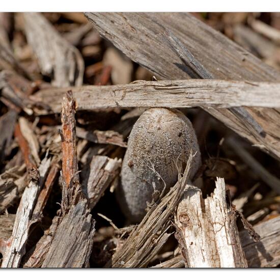 Coprinopsis lagopus: Mushroom in habitat Crop cultivation in the NatureSpots App