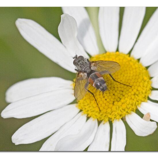 Eriothrix rufomaculata: Tier im Habitat Garten in der NatureSpots App