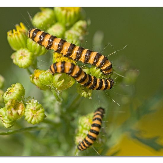 Cinnabar moth: Animal in habitat Grassland in the NatureSpots App