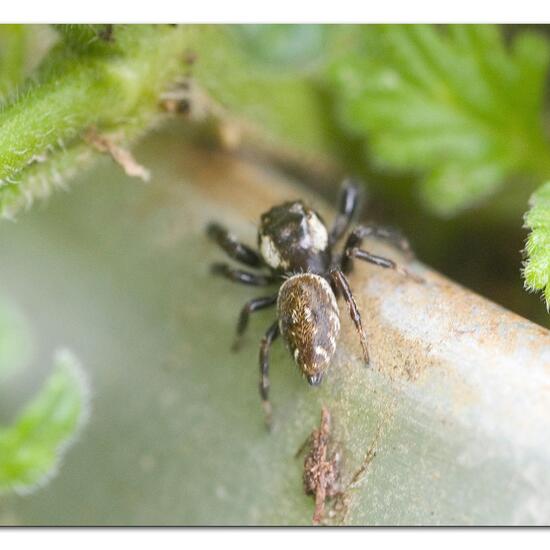 Macaroeris nidicolens: Tier im Habitat Garten in der NatureSpots App