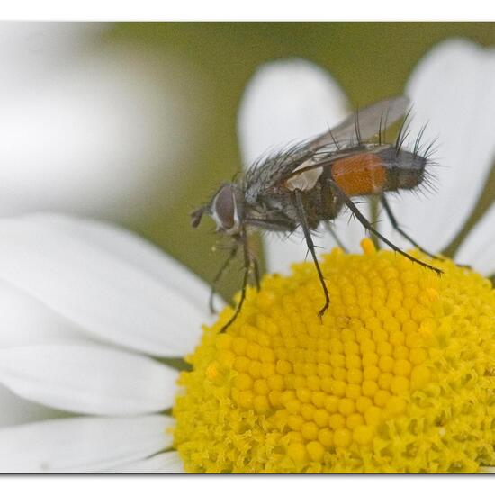 Eriothrix rufomaculata: Tier im Habitat Garten in der NatureSpots App