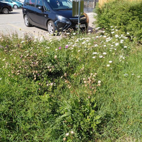 Landschaft: Grasland und Büsche im Habitat Naturnahe Wiese in der NatureSpots App