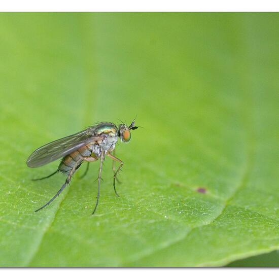 Dolichopus ungulatus: Tier im Habitat Garten in der NatureSpots App