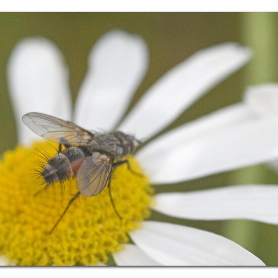 Eriothrix rufomaculata: Tier im Habitat Garten in der NatureSpots App