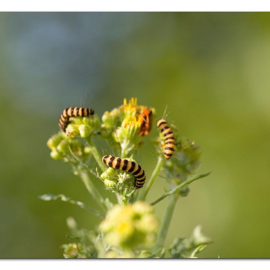 Cinnabar moth: Animal in habitat Grassland in the NatureSpots App