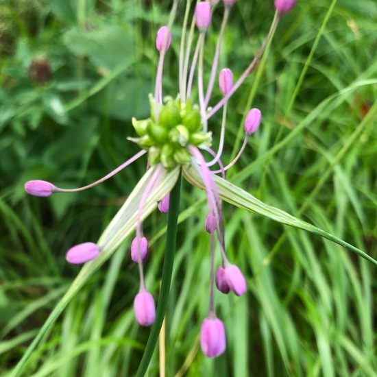 Allium carinatum: Plant in habitat Rock areas in the NatureSpots App