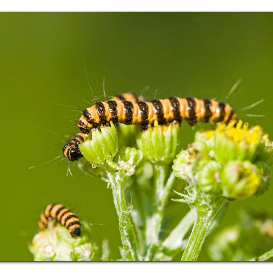 Jakobskrautbär: Tier im Habitat Grasland und Büsche in der NatureSpots App