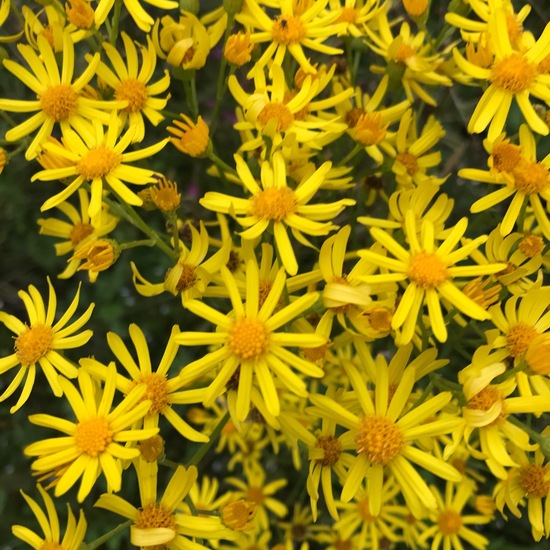 Senecio jacobaea: Plant in habitat Semi-natural grassland in the NatureSpots App