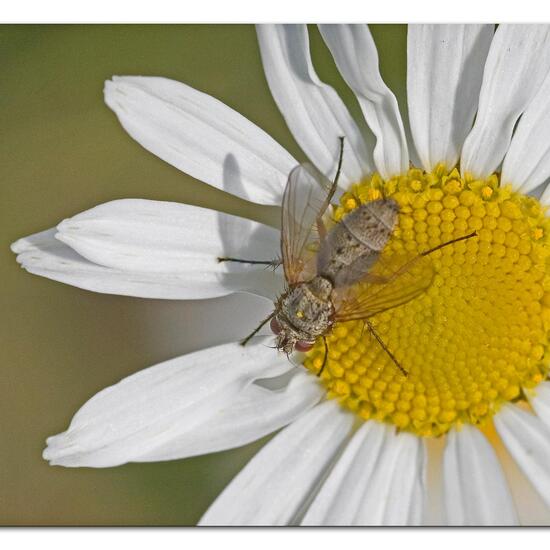 Eine unbekannte Art: Tier im Habitat Garten in der NatureSpots App