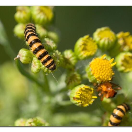 Jakobskrautbär: Tier im Habitat Grasland und Büsche in der NatureSpots App