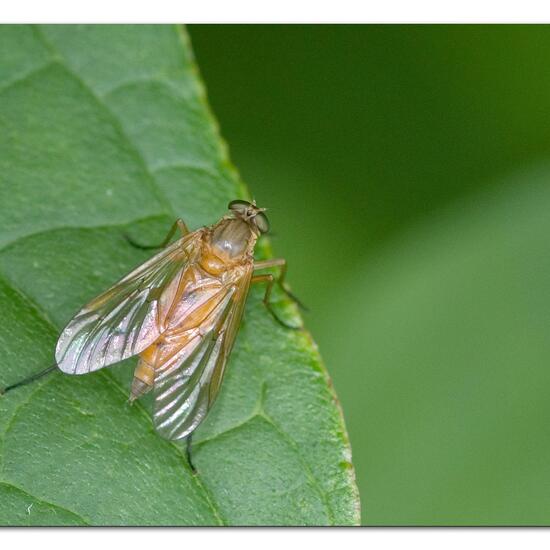 Rhagio tringarius: Tier im Habitat Garten in der NatureSpots App