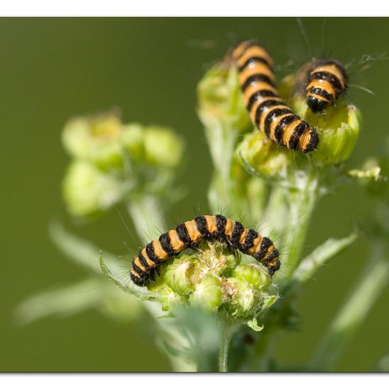 Cinnabar moth: Animal in habitat Grassland in the NatureSpots App