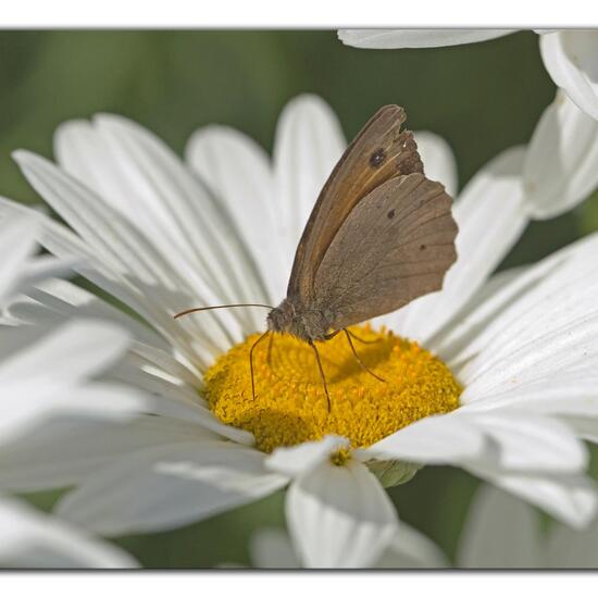 Großes Ochsenauge: Tier im Habitat Garten in der NatureSpots App