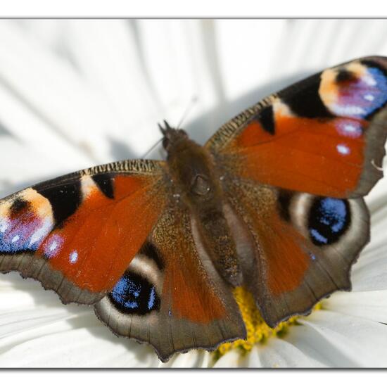 Aglais io: Tier im Habitat Garten in der NatureSpots App